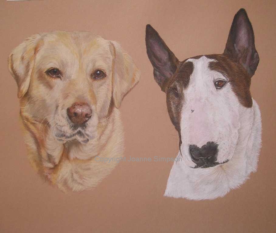 Golden Labrador and Bull Terrier portrait by Joanne Simpson.